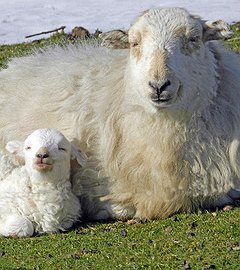 Sheep & Slate