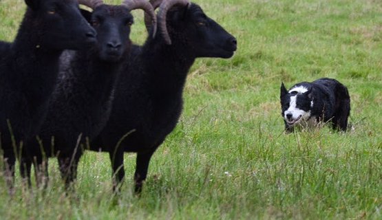 Visit a Hilltop Sheep Farm & Sheepdog Herding Demo